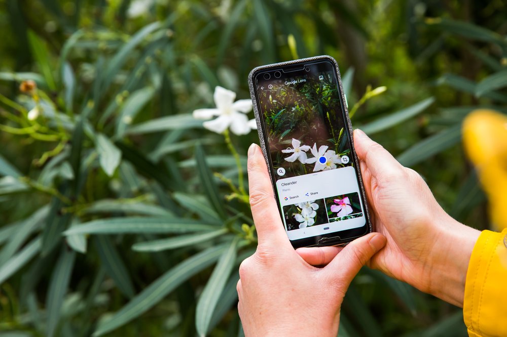 using Google Lens to identify a flower