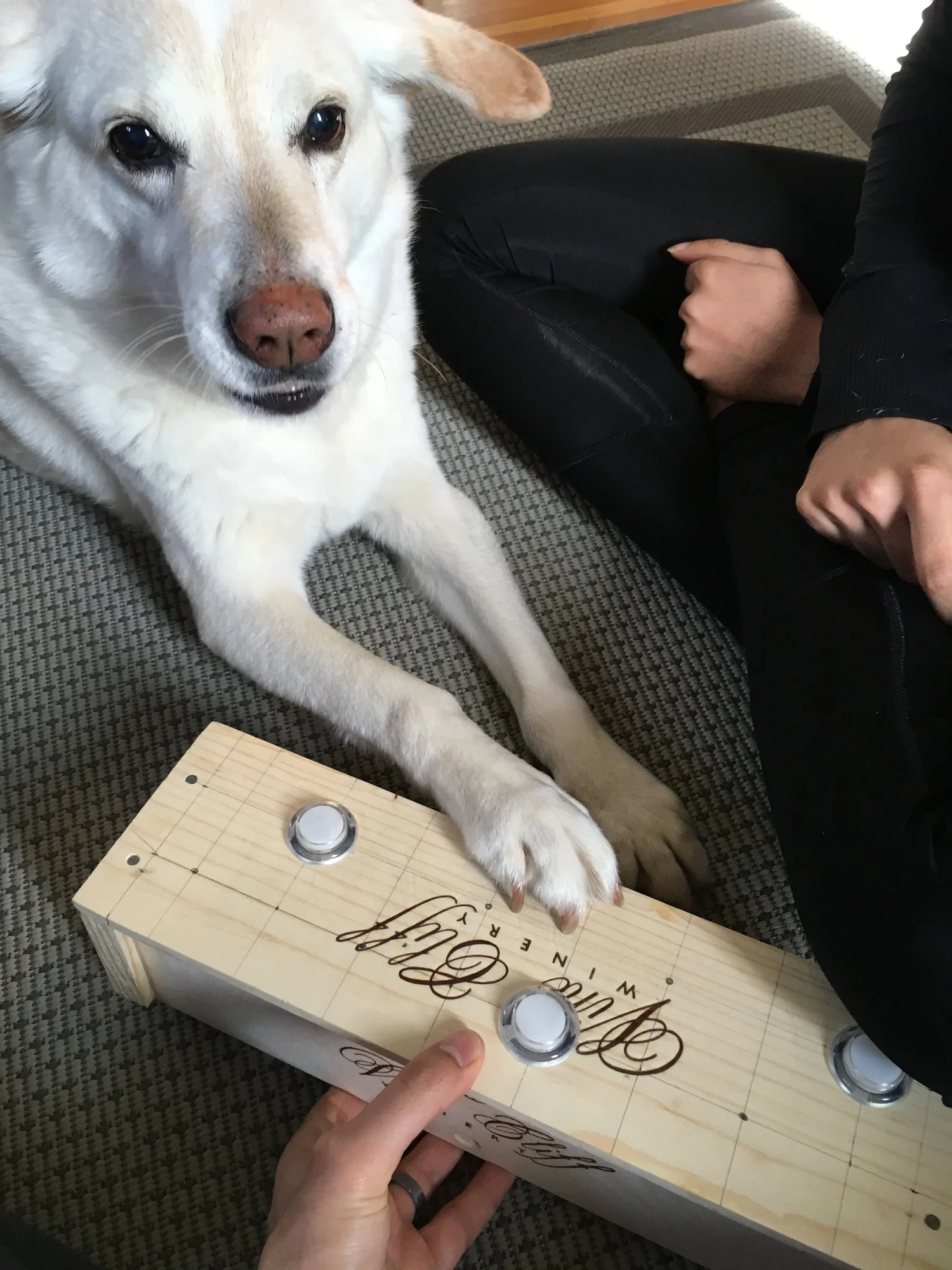 Cosmo puts his paw on a wooden box with three, white buttons. A person with a black top and black pants is sitting beside him.