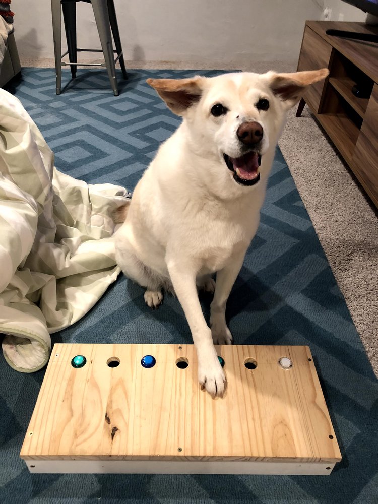 Cosmo is looking up and putting his paw on a rectangular wooden board. He is sitting on a blue patterned rug with a white blanket next to him.