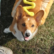 corgi-headshot