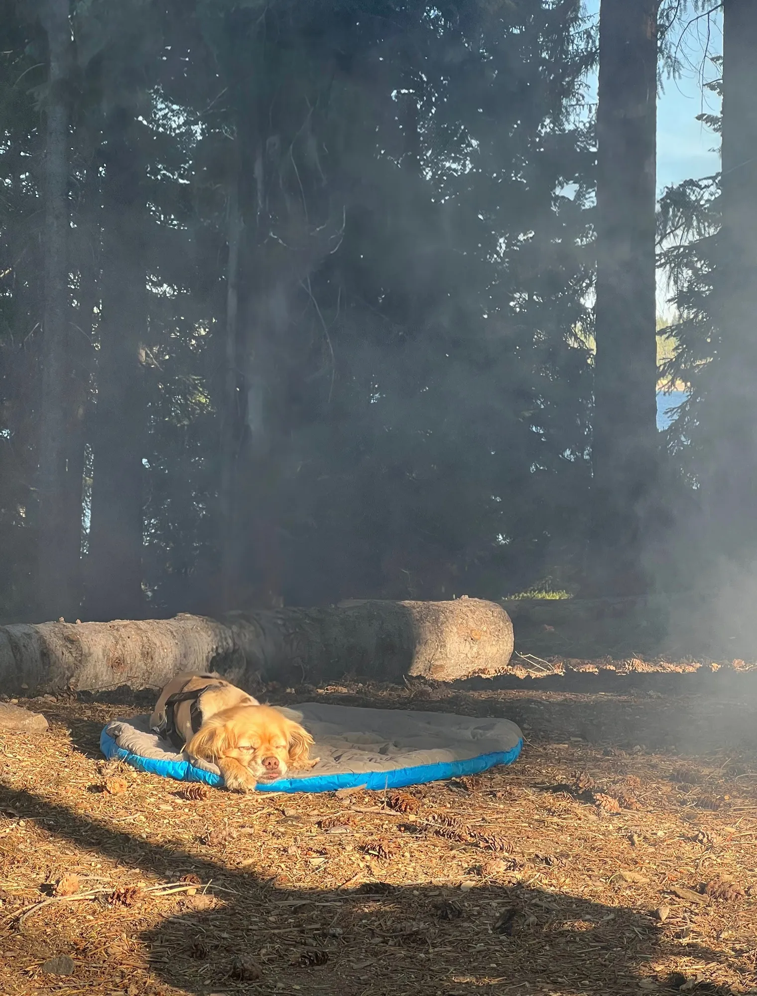 A photo of a dog sleeping on a bed outside in a campground. There are trees in the background. The photo is the same as in the first image but the rope line and leash are gone.