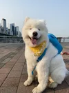 Oso wearing his backpack and Doogler bandana to the office.