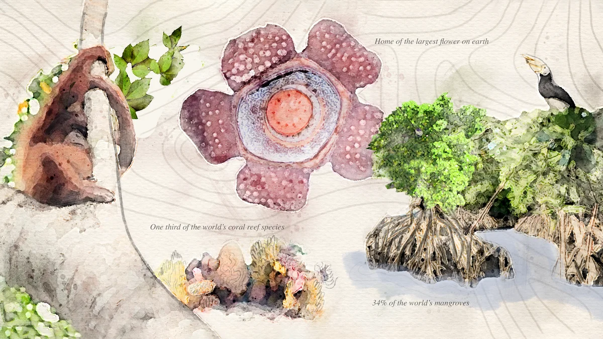 A photo collage of a wild orangutan, a coral reef, the world’s largest flower Rafflesia Arnoldii, a mangrove, and a Rhinoceros Hornbill about Southeast Asia: The World’s Habitat project