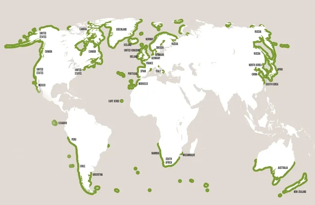 More than 750 million people live within 50km of a kelp forest - and many don’t even know they are there. Image credit: Kelp Forest Alliance collection and GRID-Arendal.