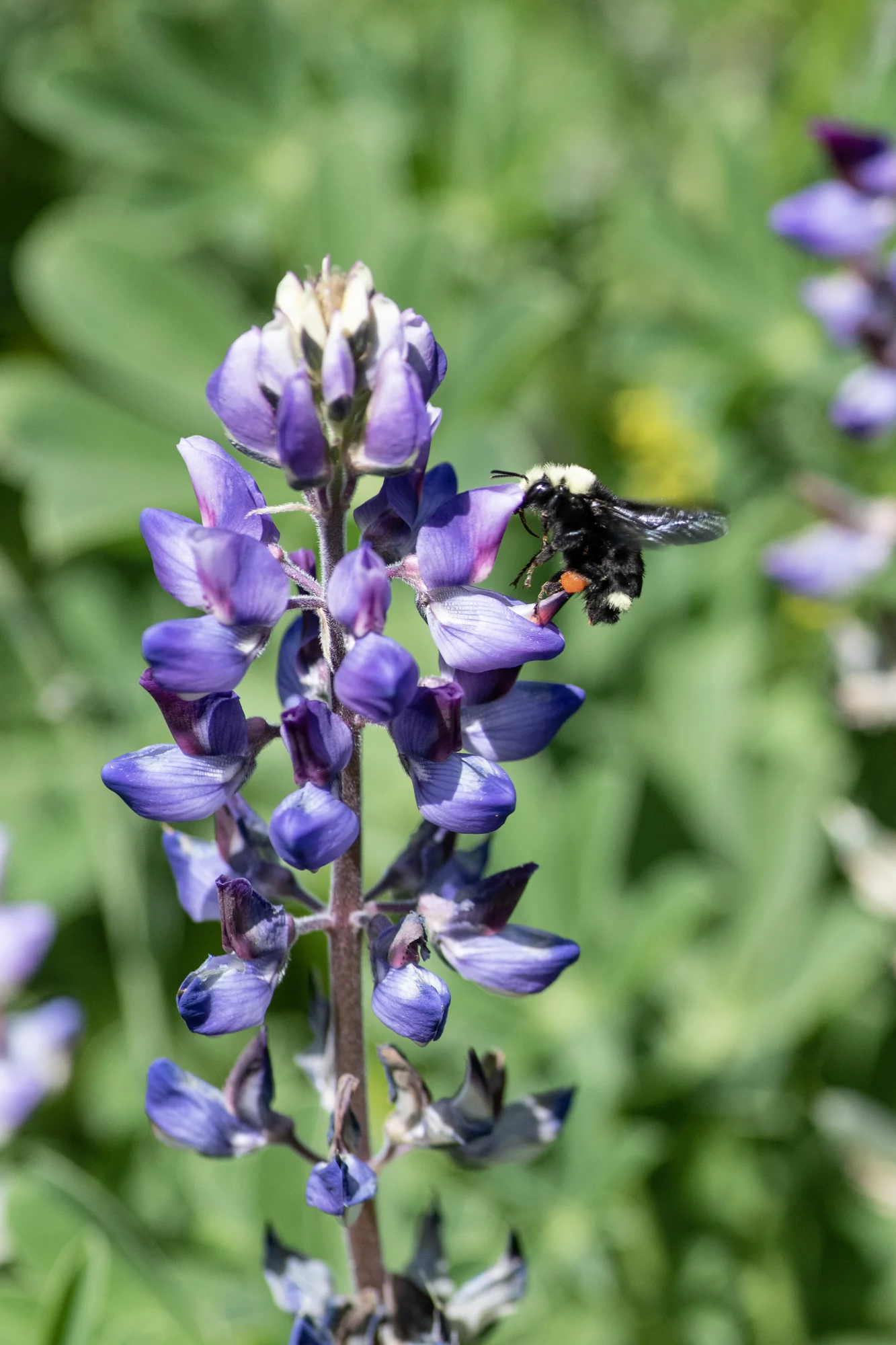 A bee hovers on a purple flower petal in front of a green landscape.