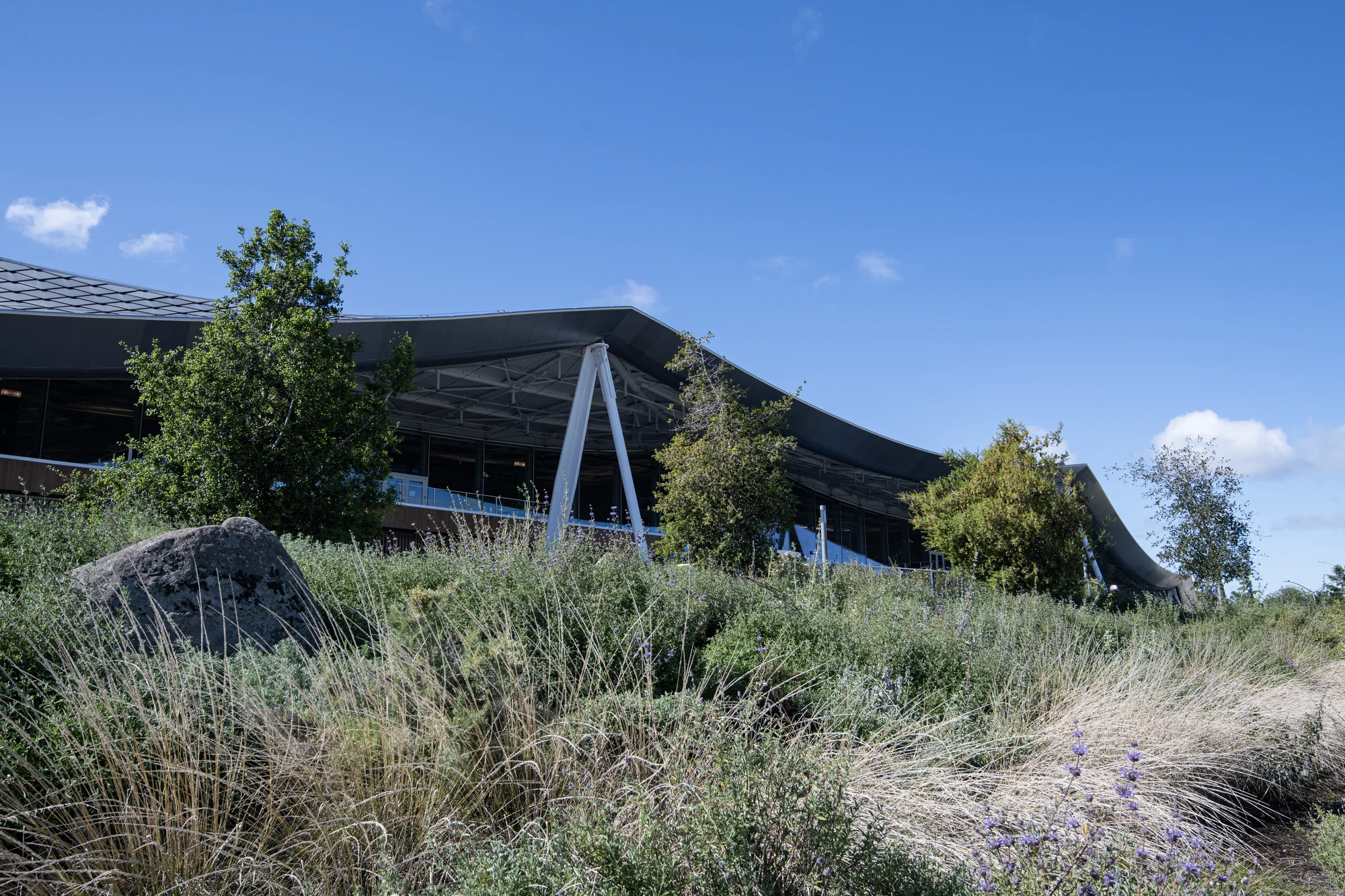 A landscape with various green plants in front of a building with a sloping roof.