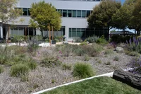 A garden with a variety of green plants in front of a white building.