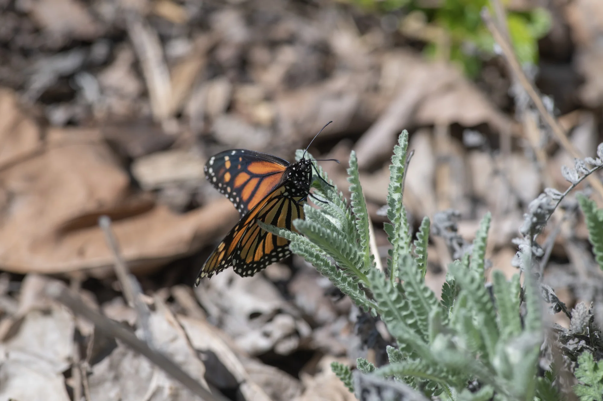 An orange and black butterfly sits on a spiky green plant.