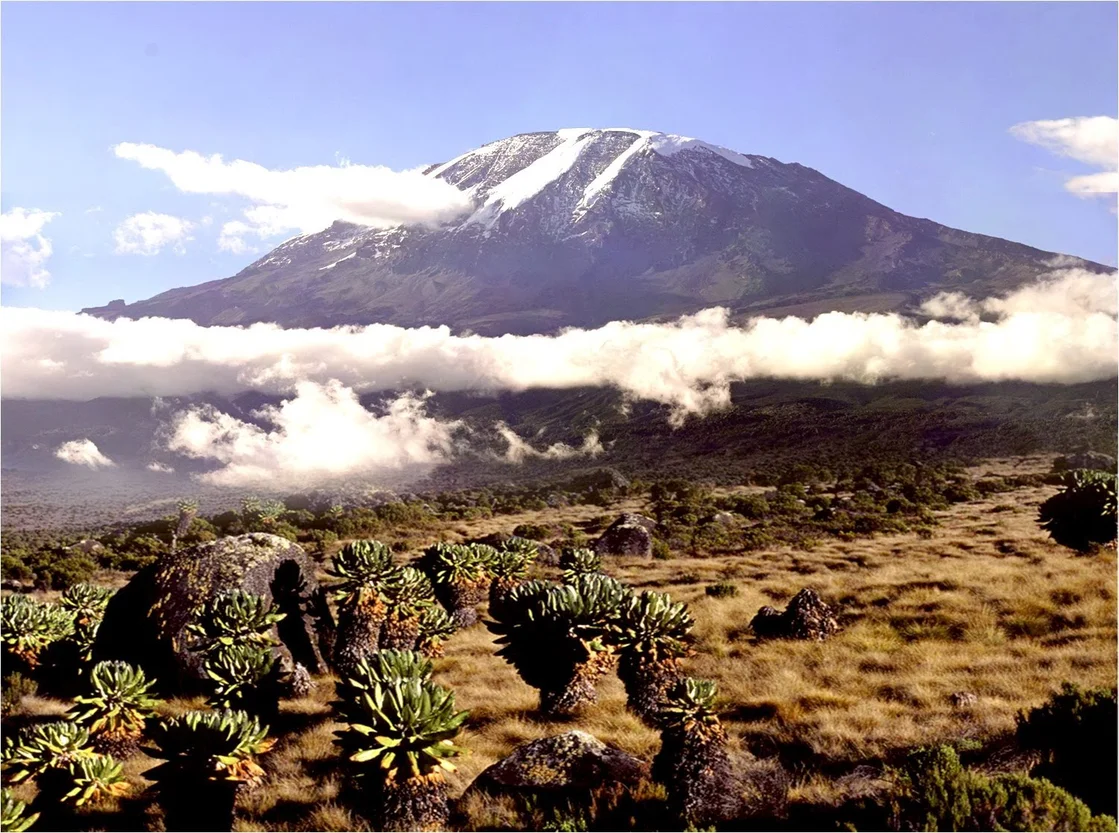 Some vegetation in the moorland in with Mount Kilimanjaro in the background behind some clouds.