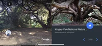 Kingley Vale nature preserve in Google Earth