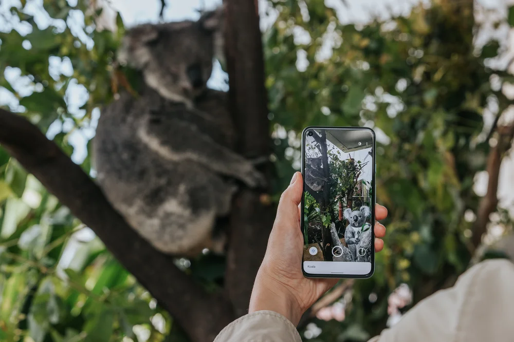 Koala in AR search