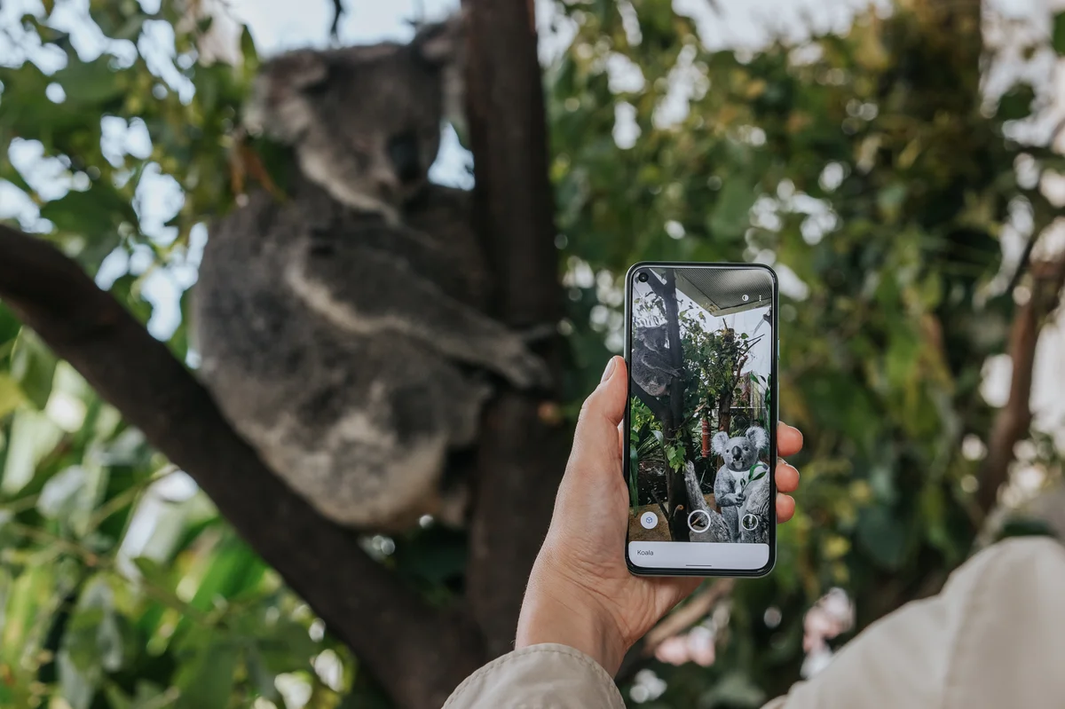Koala in AR search