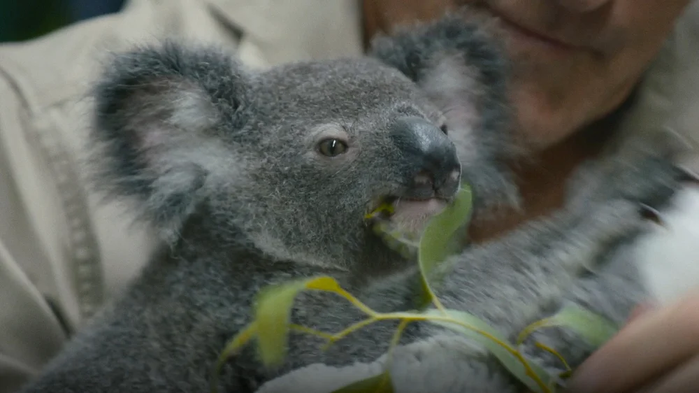 A koala fed by a volunteer
