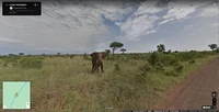 Eine Street View-Aufnahme aus dem Krüger-Nationalpark in Südafrika, auf dem Grünfläche und ein Elefant zu sehen sind.