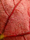A close-up shot of a red leaf, showing the details of its vein patterns and tiny drops of dew.
