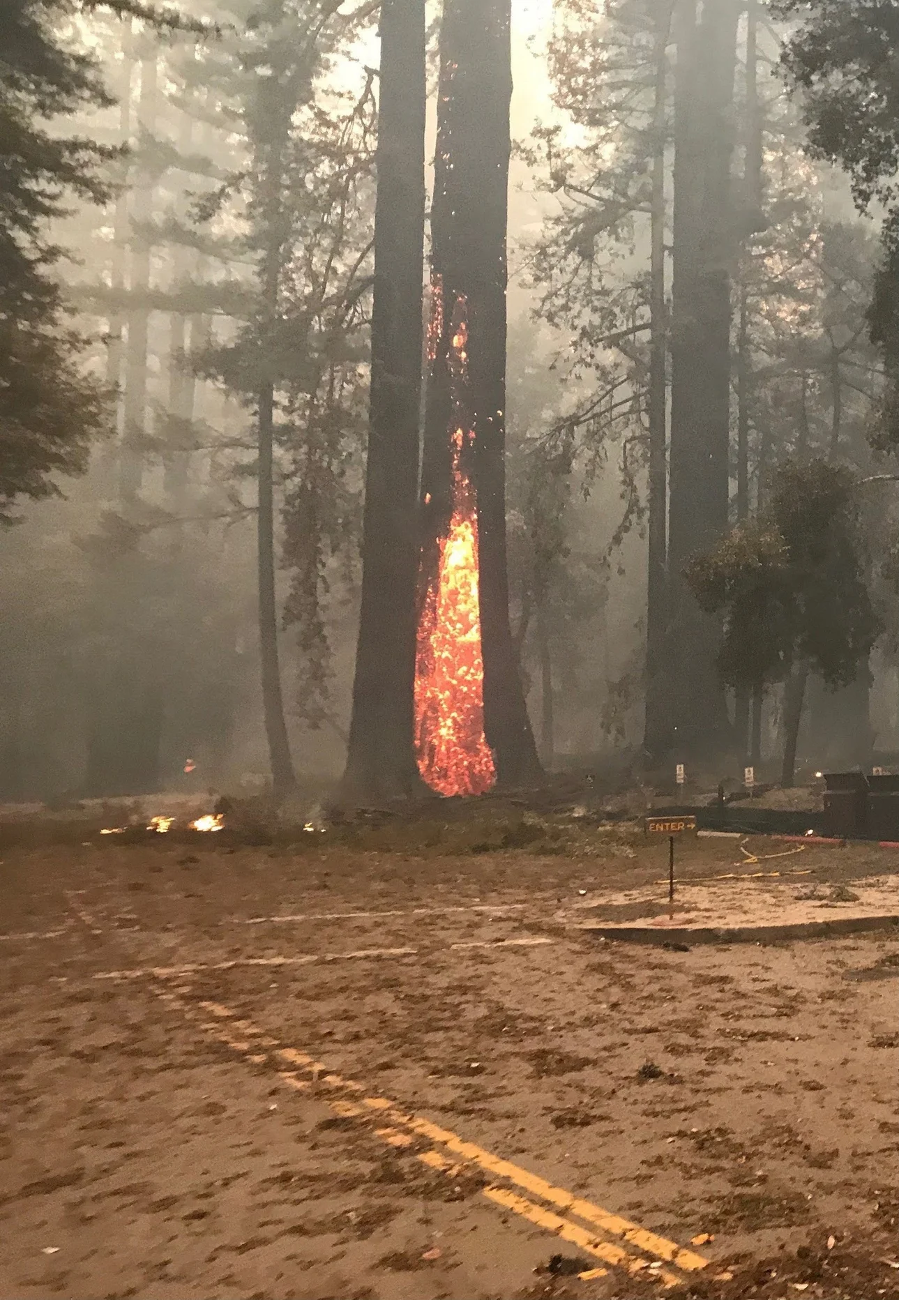 A redwood tree burning.