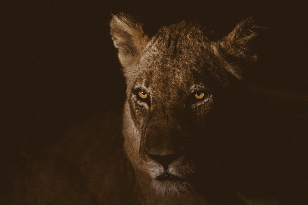 A lioness in Kruger National Park