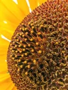 Detailed close up of a sunflower taken with Macro Focus on Pixel 7 Pro