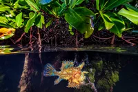 Rare sargassum fish in mangroves roots