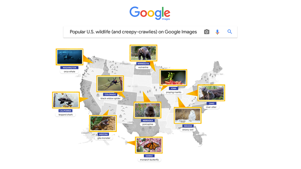 Popular wildlife on Google Images