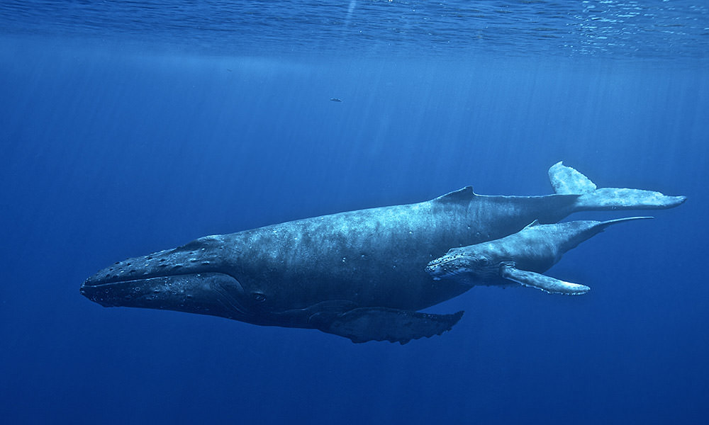 https://storage.googleapis.com/gweb-uniblog-publish-prod/images/NOAA-HIHWNMS-calf-EdLyman.max-1000x1000.jpg