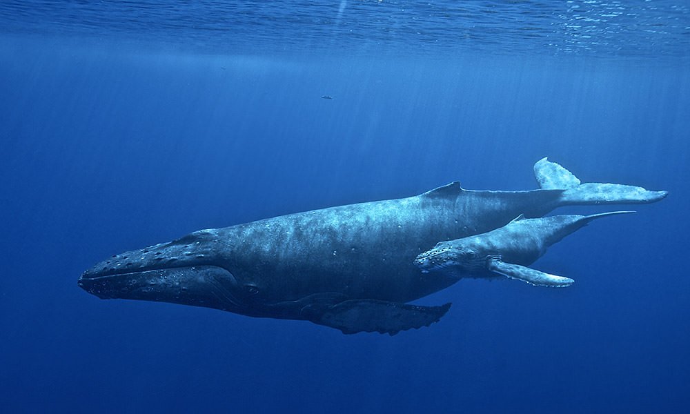 whale singing