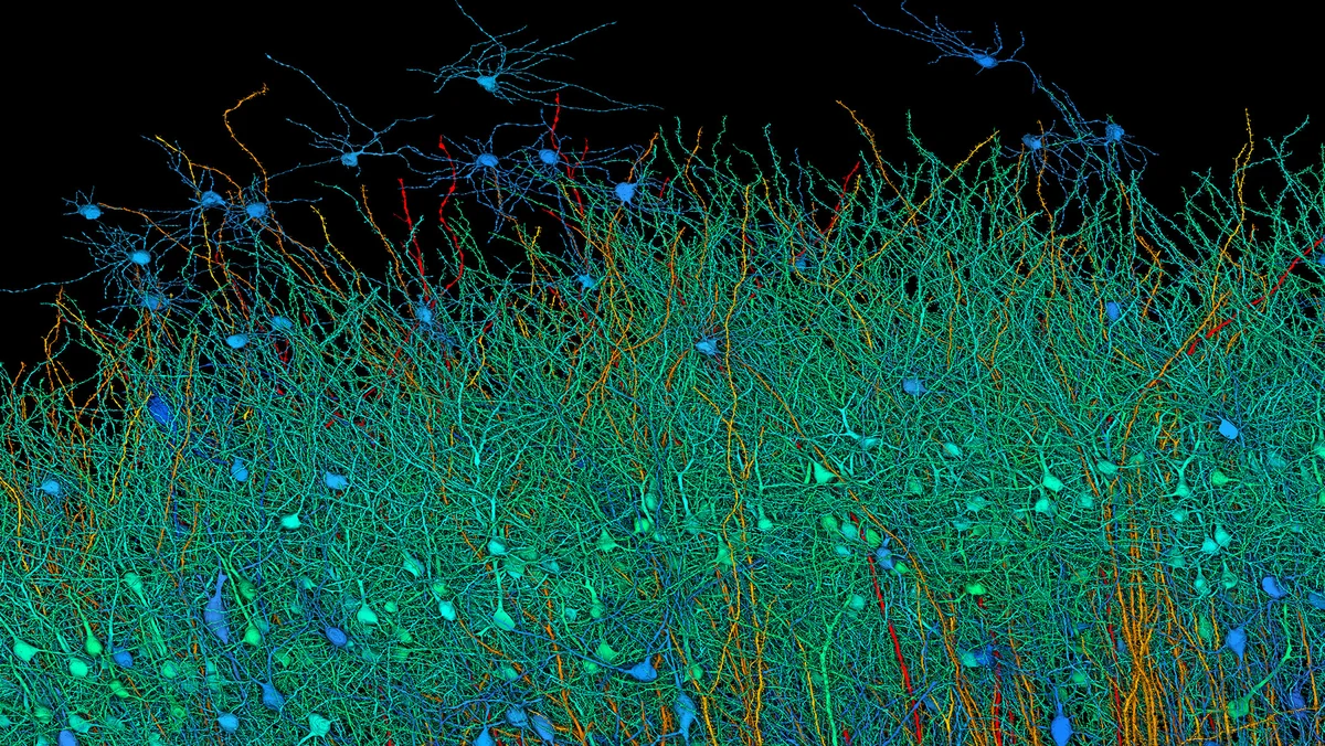 an image of neurons