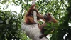 an image of two wild orangutans sitting on the tree