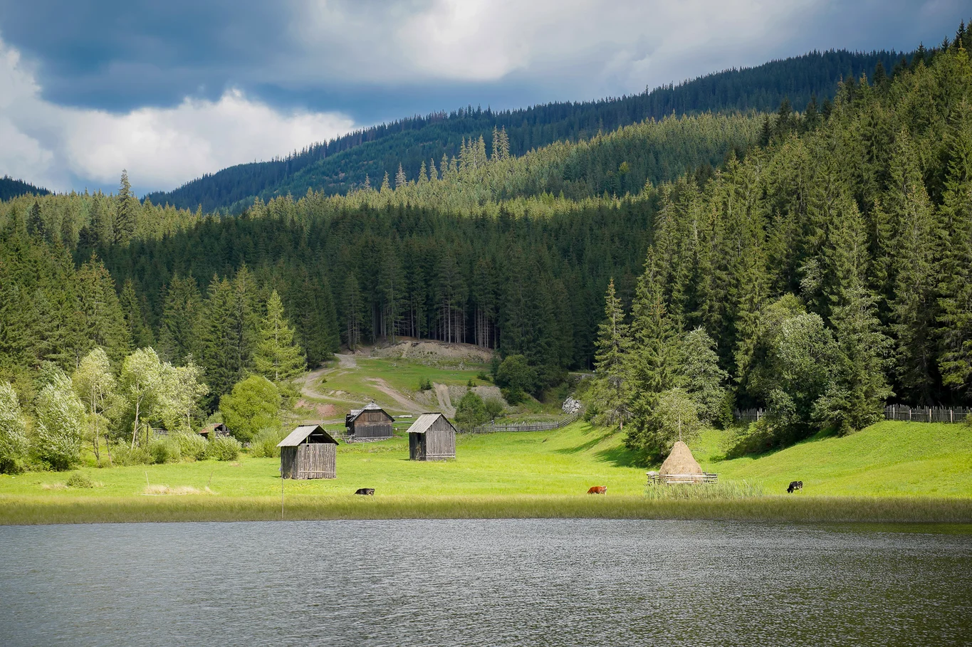 View of Iezerul Sadovei lake from Via Transilvanica trail, with a dense fir forest behind.