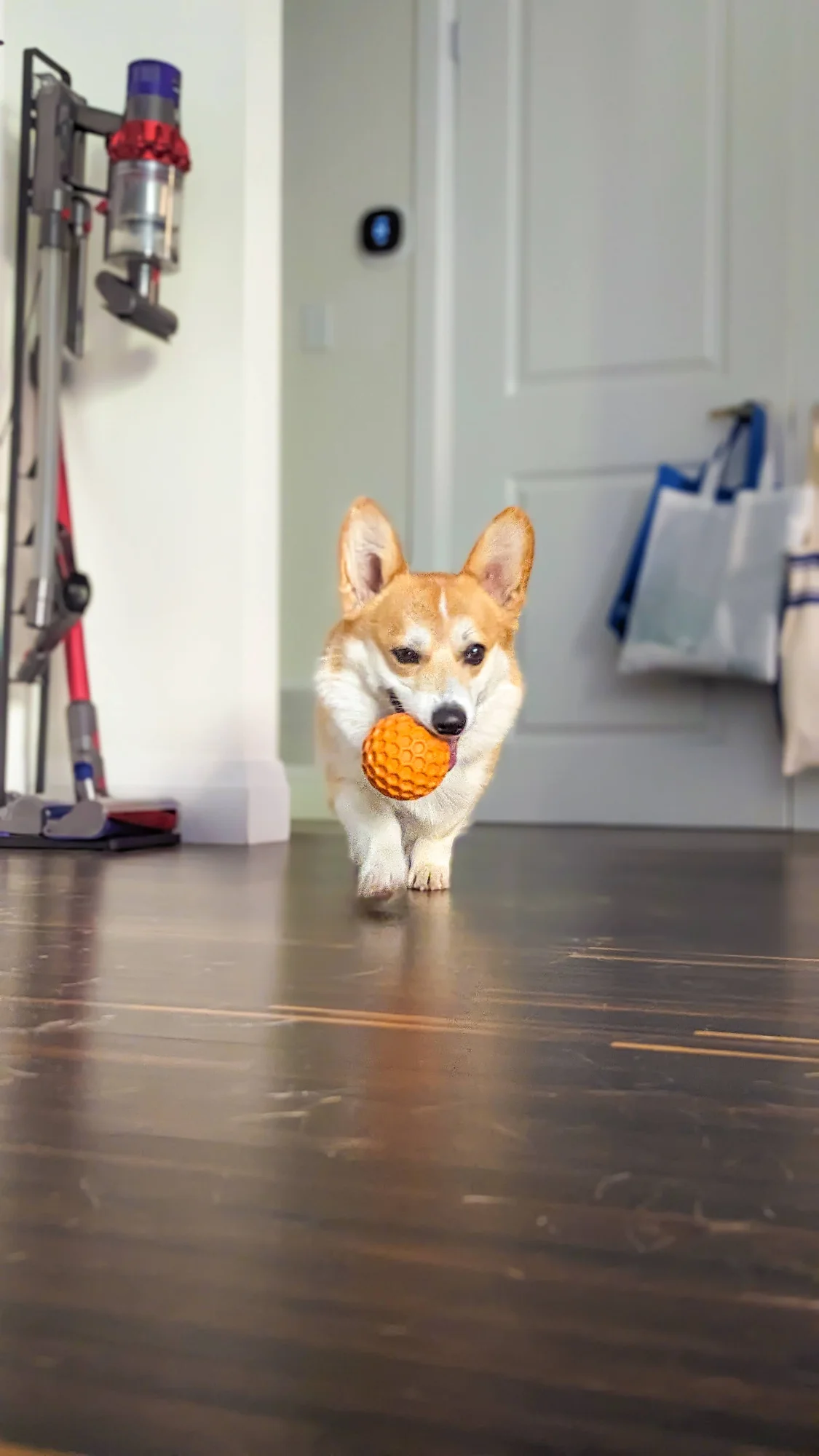 A photo of a corgi walking toward the camera with a ball in its mouth.