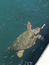 Eine Riesenschildkröte im Wasser vor der brasilianischen Küste