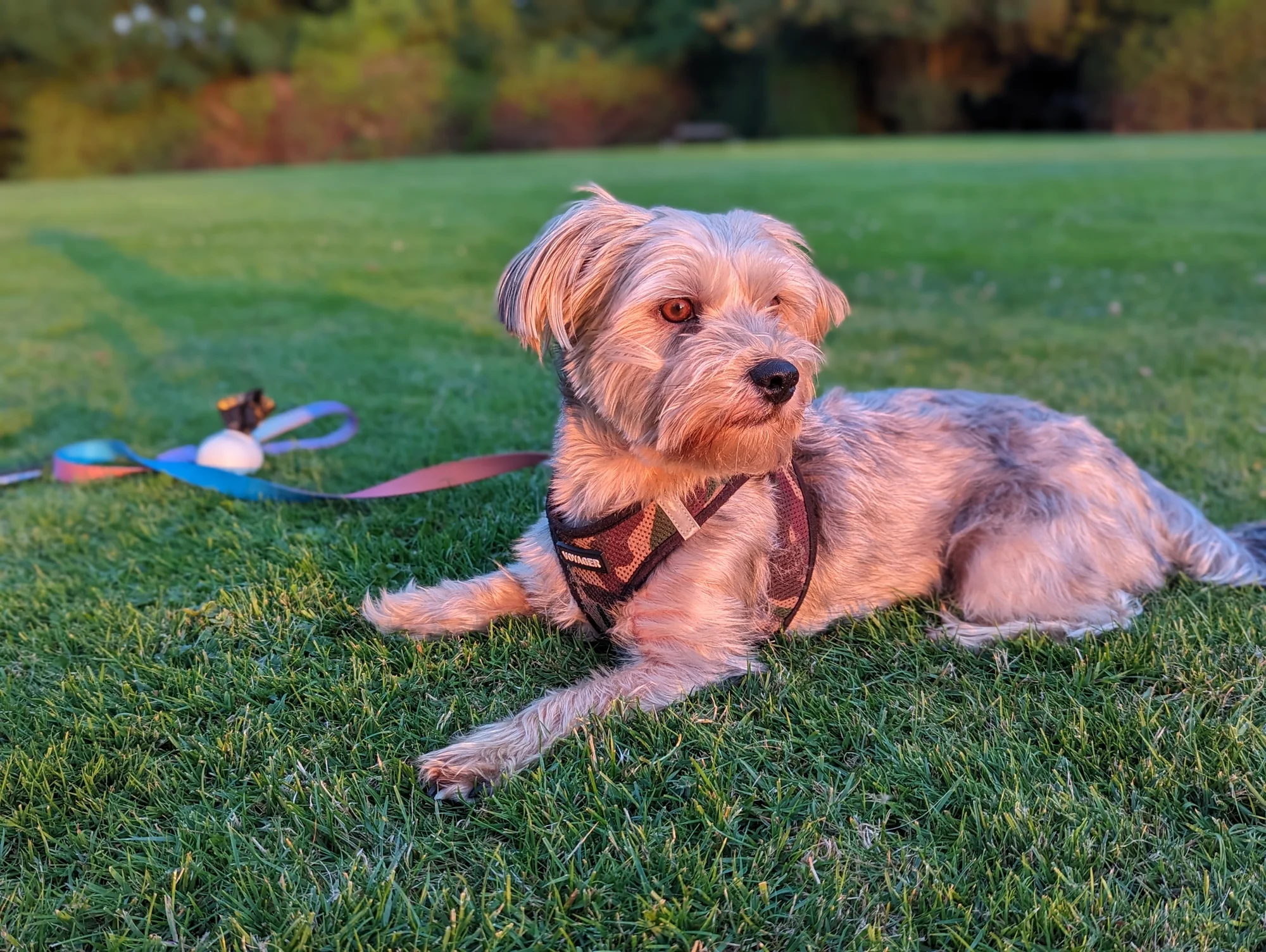 A small white dog sitting on a lawn, lit up in an orange hue by the sun. The dog is in focus and the landscape behind it is blurred.