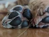 A close-up shot of a dog’s paws while it’s lying on the floor.