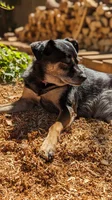 A portrait shot of a black and tan dog sitting on a pile of sawdust. The dog is in focus and there’s a wood pile in the background that’s out of focus.