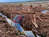 Foto petugas sedang berada di tengah lahan gambut