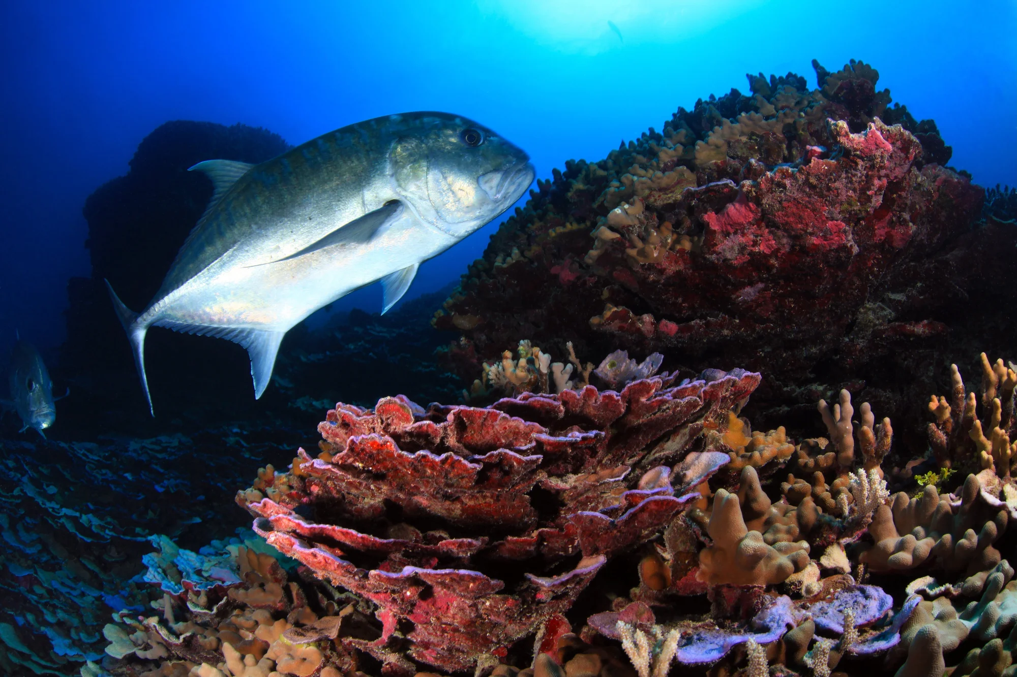 Fish swimming around coloured coral reefs in the ocean.