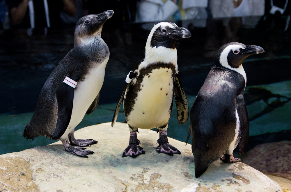 Three endangered African Penguins on exhibit at the California Academy of Sciences. The penguin on the left is a juvenile hatched at the Academy as a part of the Association of Zoo and Aquarium Species Survival Plan.