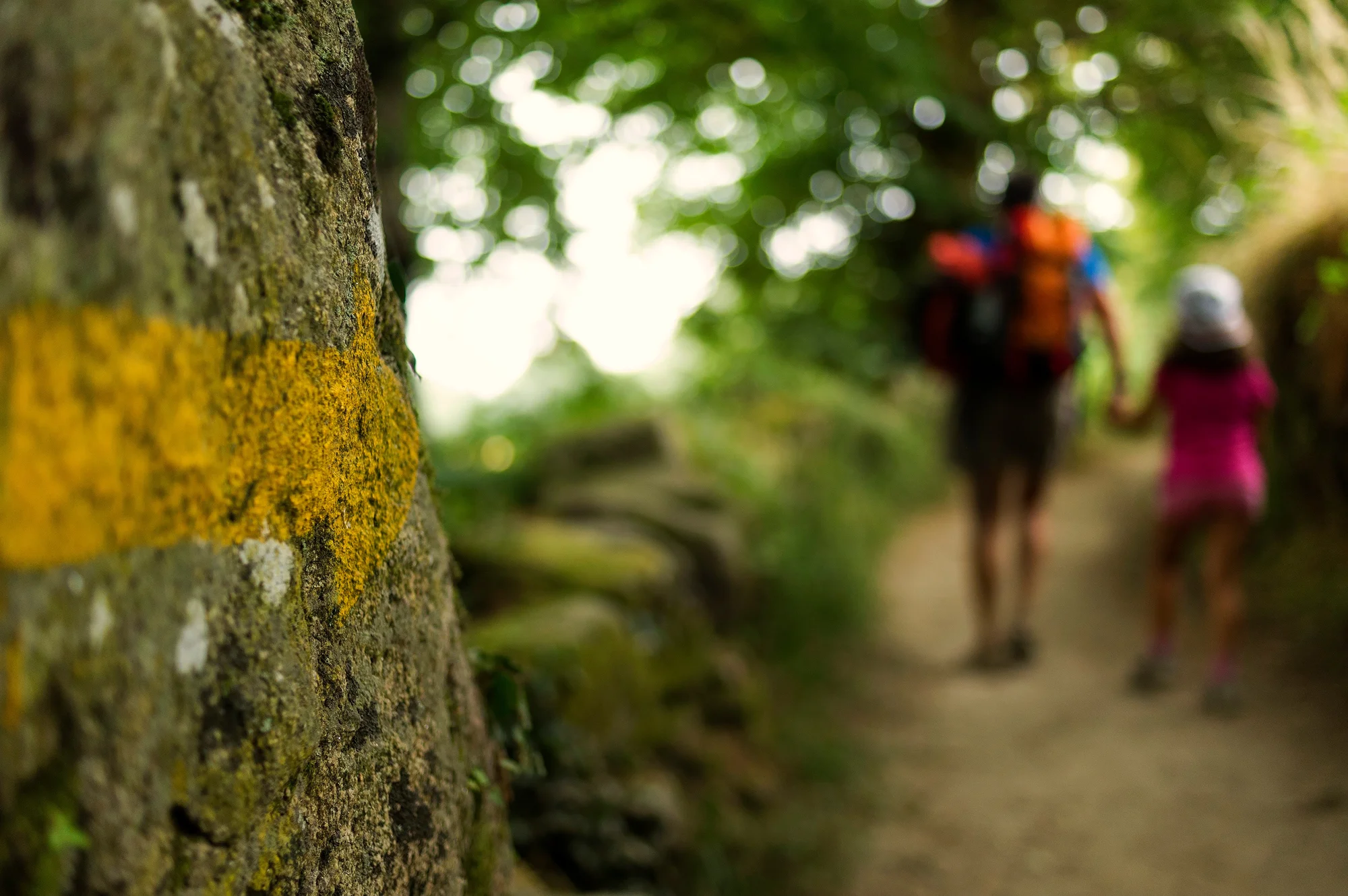 Photograph of a tree with a yellow arrow drawn on it. At the right, there is a path with two pilgrims walking backwards holding hands.