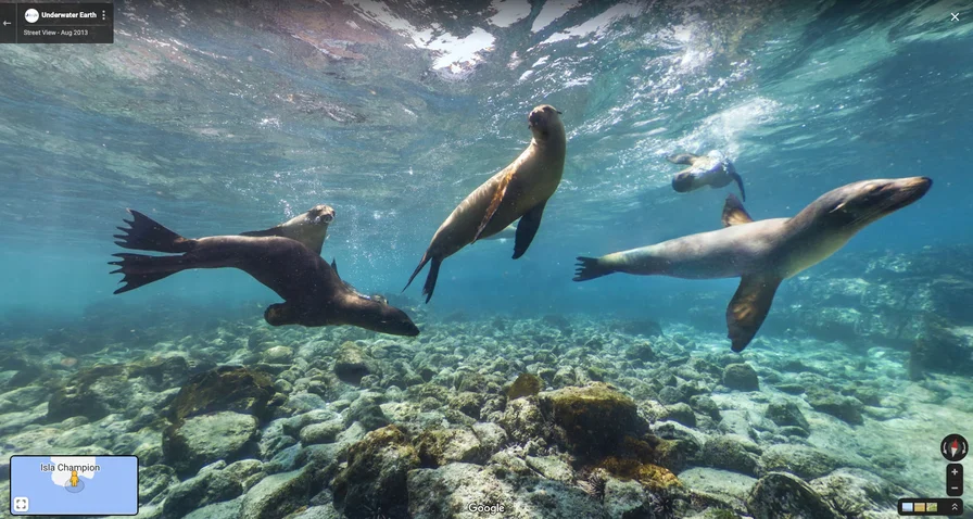 Photo Street View de lions de mer nageant au large des au large des îles Galápagos