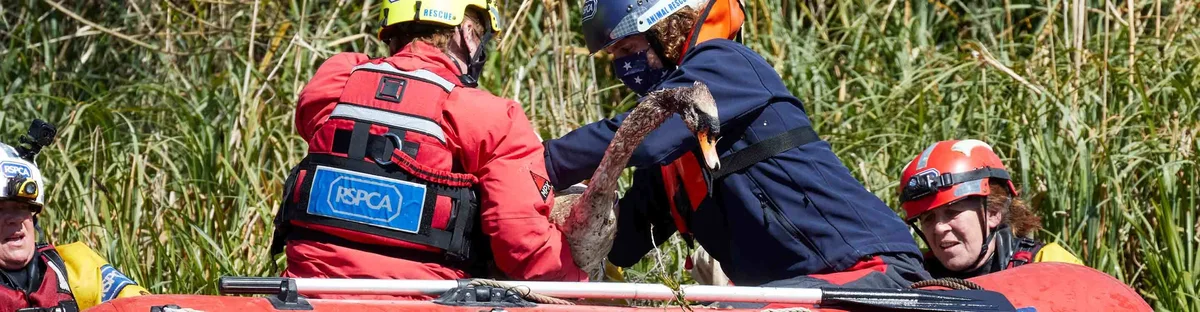 A swan sits on a lifeboat surrounded by RSPCA workers who have rescued it