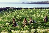 hotograph of the Jeju Haenyeo, the women divers of Jeju Island in South Korea, walking through a field in their diving kit