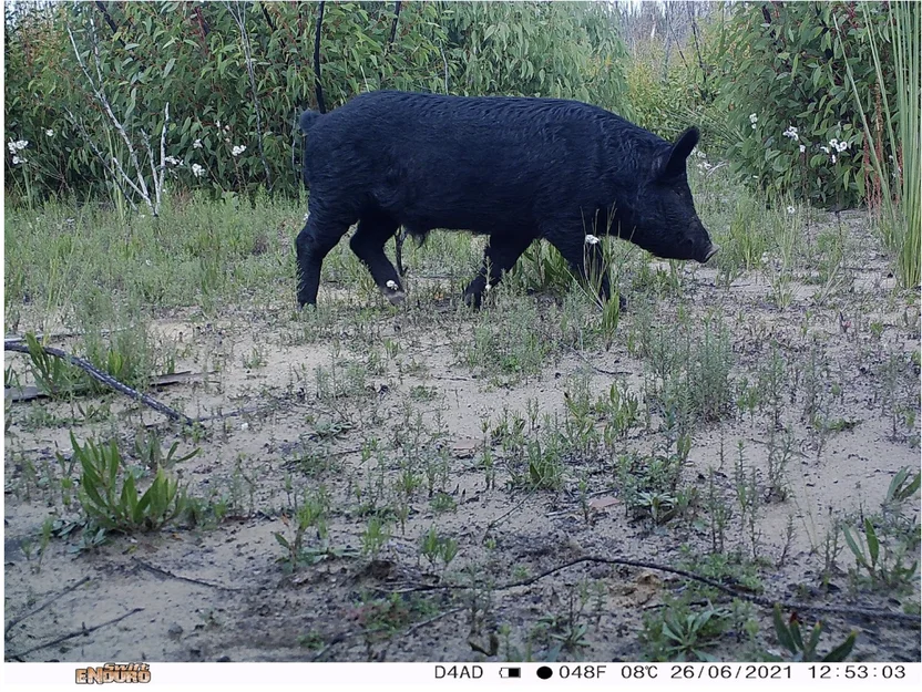 A camera sensor image of a feral pig walking in a setting with green foliage at a Kangaroo Island monitoring site (credit: Kangaroo Island Landscape Board)