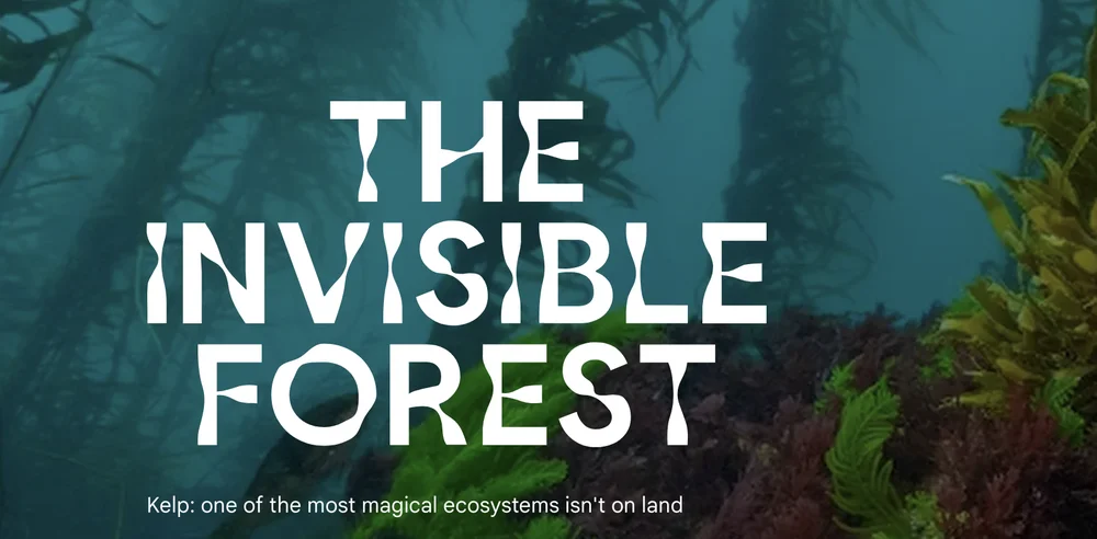 How Google AI is helping restore Australia's giant kelp forests