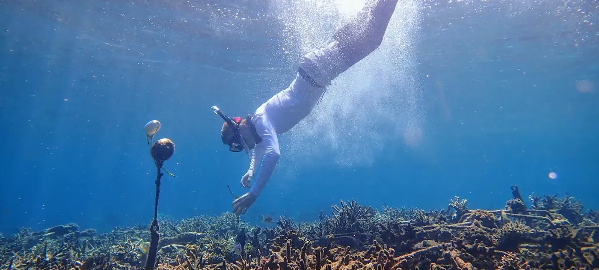 A researcher deploys a hydrophone on a coral reef in Sulawesi