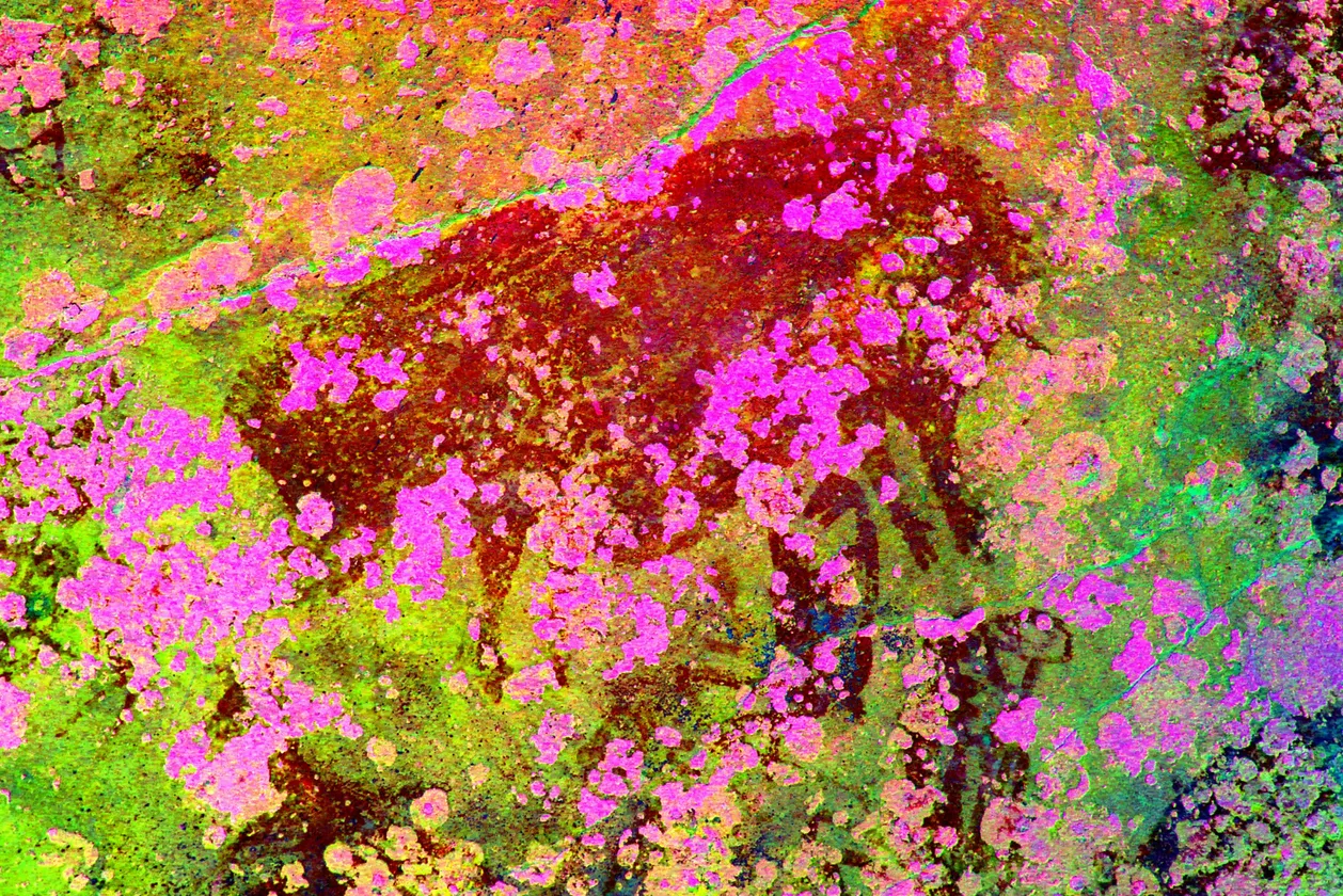 cave art of a wild pig enhanced with pink and green colors and de-stretched to show the images