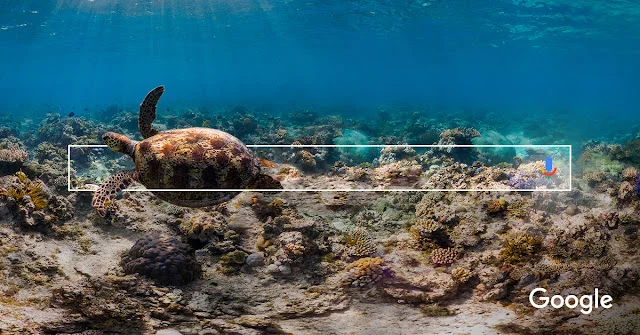 An underwater photo of the Great Barrier Reef with a Google Search box superimposed and a turtle swimming through it