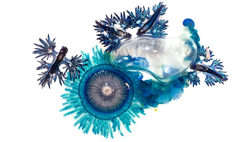 Photo of a Blue Fleet siphonophore