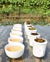 Tea tasting Udyan