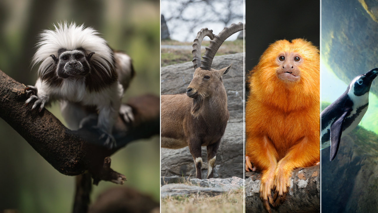 구글이 AI로 멸종 위기종의 유전 정보를 지키는 방법 섬네일