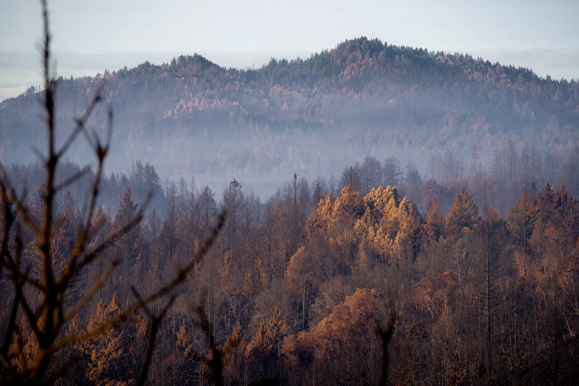 Image of California's Big Basin Redwoods.